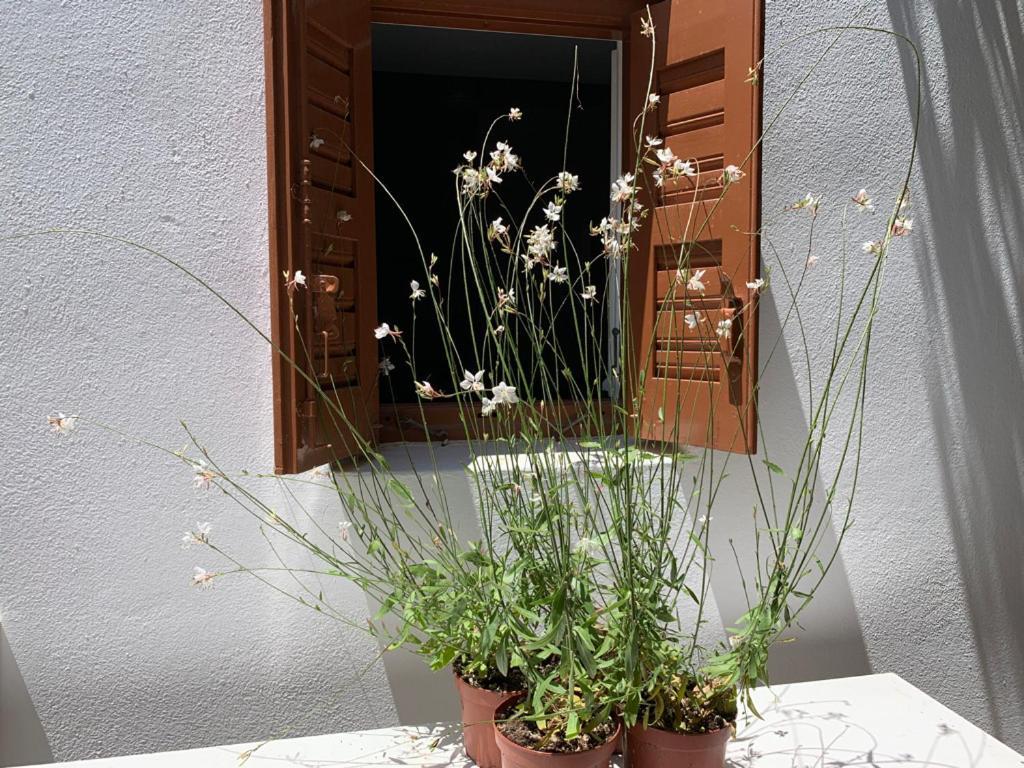 Dominique & Carlos Place Mykonos Town Εξωτερικό φωτογραφία